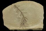 Dawn Redwood (Metasequoia) Fossil - Montana #142544-1